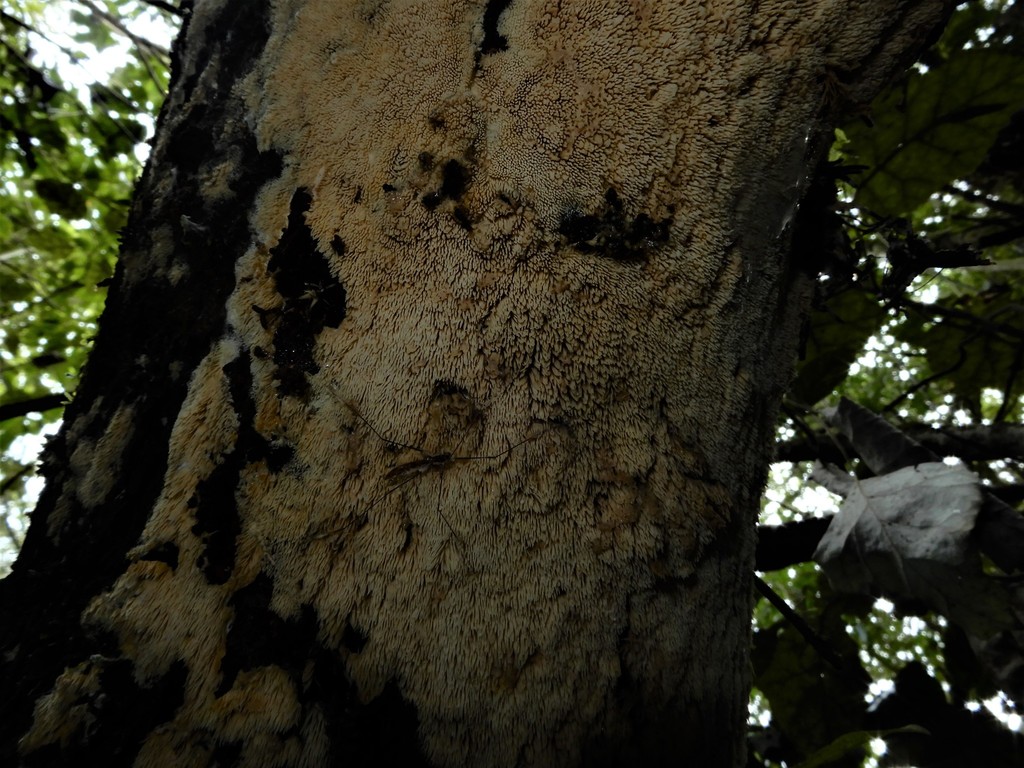 Wrightoporiaceae