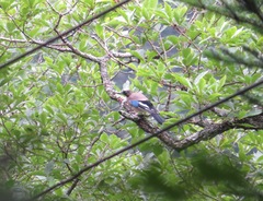 Garrulus glandarius japonicus