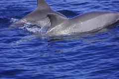 Xenobalanus globicipitis