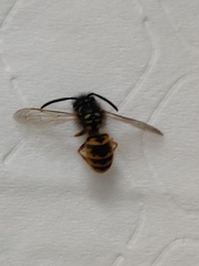Dolichovespula saxonica