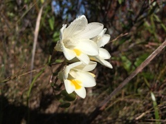 Freesia leichtlinii