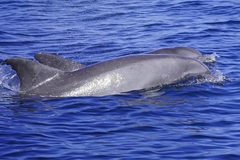 Xenobalanus globicipitis