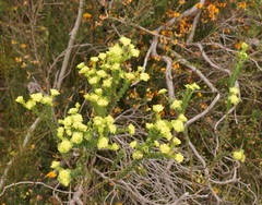 Pimelea flava flava