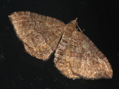 Chrysolarentia bichromata