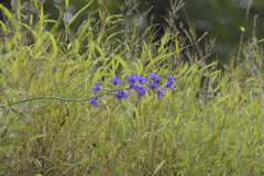 Delphinium malabaricum