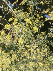 Foeniculum