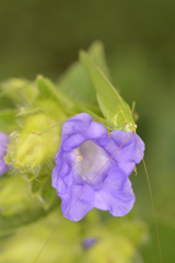 Strobilanthes sessilis