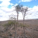 Psydrax latifolia - Photo (c) Simon Gorta, algunos derechos reservados (CC BY-NC), subido por Simon Gorta