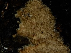 Dentipellicula leptodon
