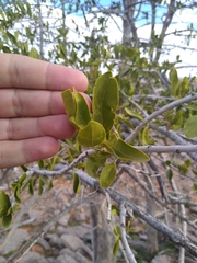 Psydrax latifolia