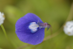 Utricularia reticulata