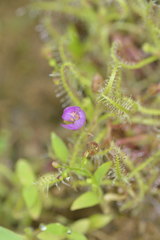 Drosera indica