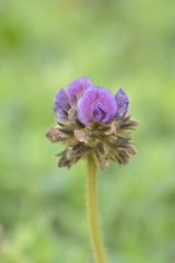 Flemingia nilgheriensis