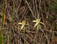 Caladenia fragrantissima