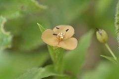 Murdannia lanuginosa