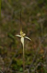 Caladenia fragrantissima