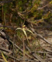 Caladenia fragrantissima