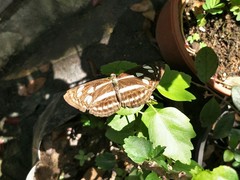 Phaedyma columella singa