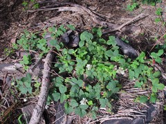 Rubus tuberculatus