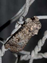 Proteuxoa amaurodes