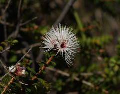 Kunzea pomifera