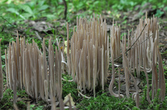 Alloclavaria purpurea