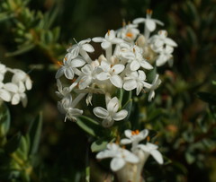 Pimelea glauca
