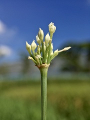 Allium tuberosum