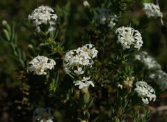 Pimelea glauca