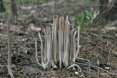 Alloclavaria purpurea