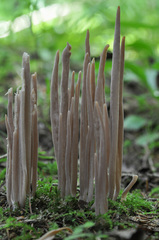 Alloclavaria purpurea