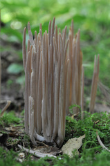 Alloclavaria purpurea
