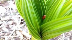 Coccinella septempunctata