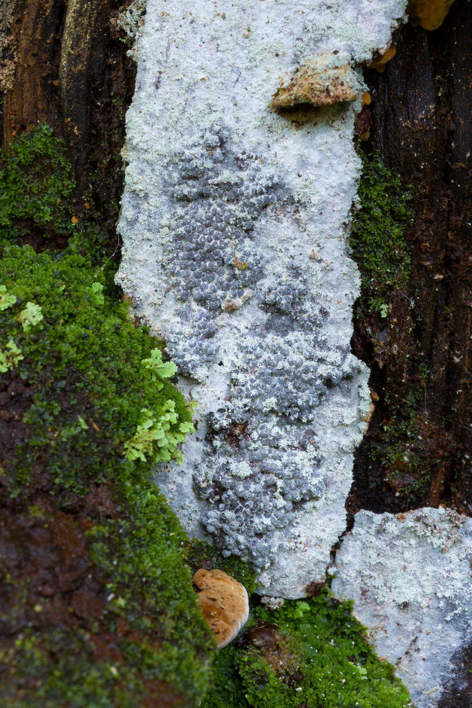 Annulohypoxylon substygium