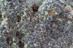 Annulohypoxylon substygium