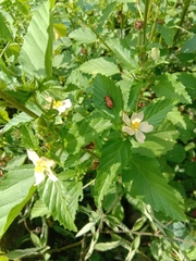 Malvastrum coromandelianum