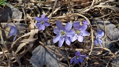 Hepatica nobilis