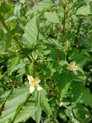 Malvastrum coromandelianum