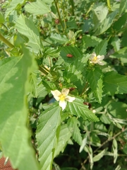 Malvastrum coromandelianum