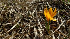 Crocus