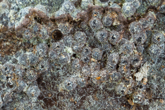 Annulohypoxylon substygium