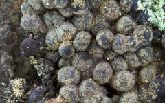 Annulohypoxylon substygium