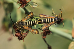 Bembecia ichneumoniformis