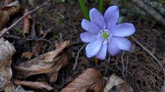 Hepatica nobilis