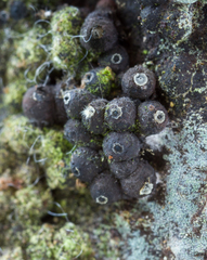 Annulohypoxylon substygium