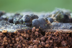 Annulohypoxylon substygium