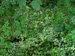 Hedera helix
