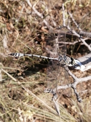 Lindenia tetraphylla