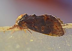 Notodonta dromedarius