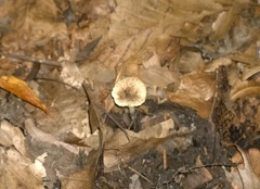Pluteus fuliginosus